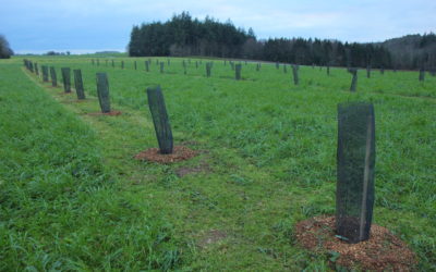 Un verger permacole en cours de plantation