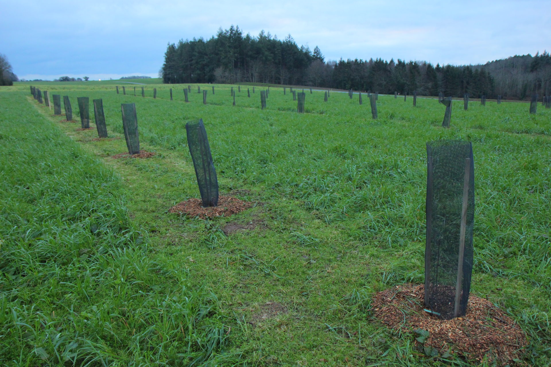 Plantation du verger des Jardins de Brangoulo en janvier 2021