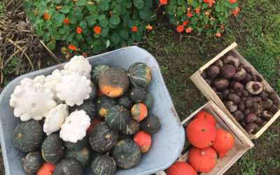 Nous vendons nos premiers légumes