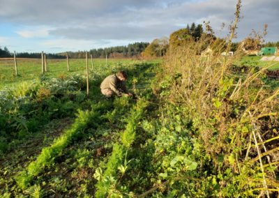 Axel désherbe les carottes des Jardins de Brangoulo