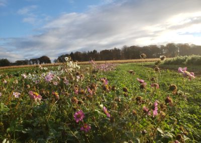 Fleurs des champs dans les Jardins de Brangoulo