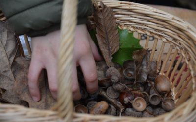 Les premiers ateliers nature dans la forêt