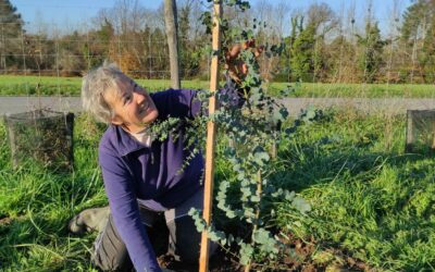 Premières plantations de l’hiver 2022