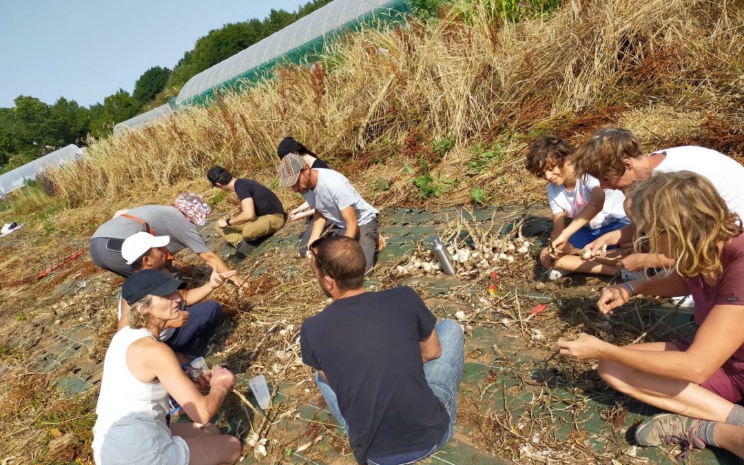 Chantier ail dans les Jardins