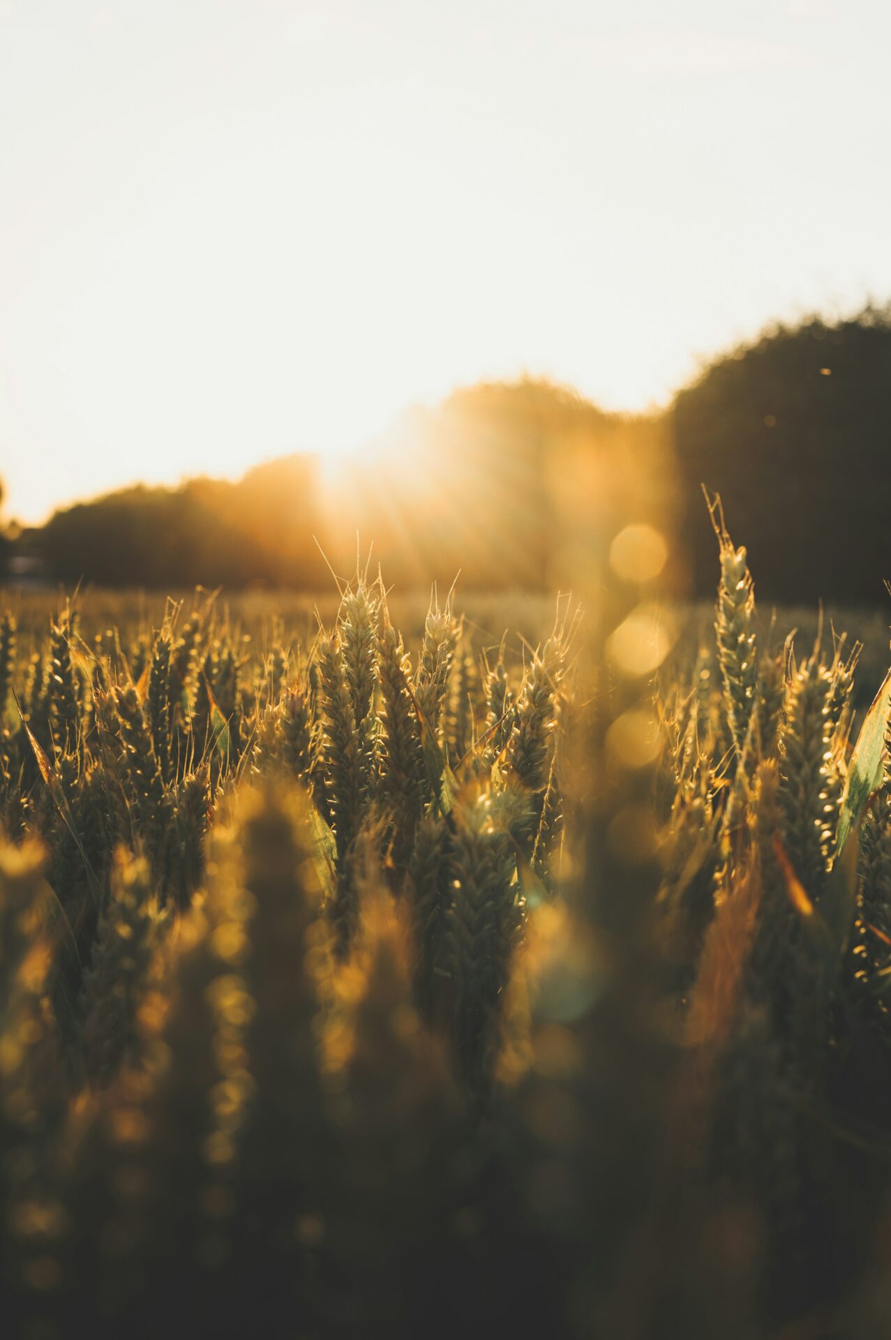 Blé au couché de soleil