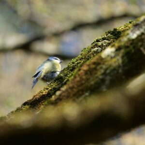 Mésange