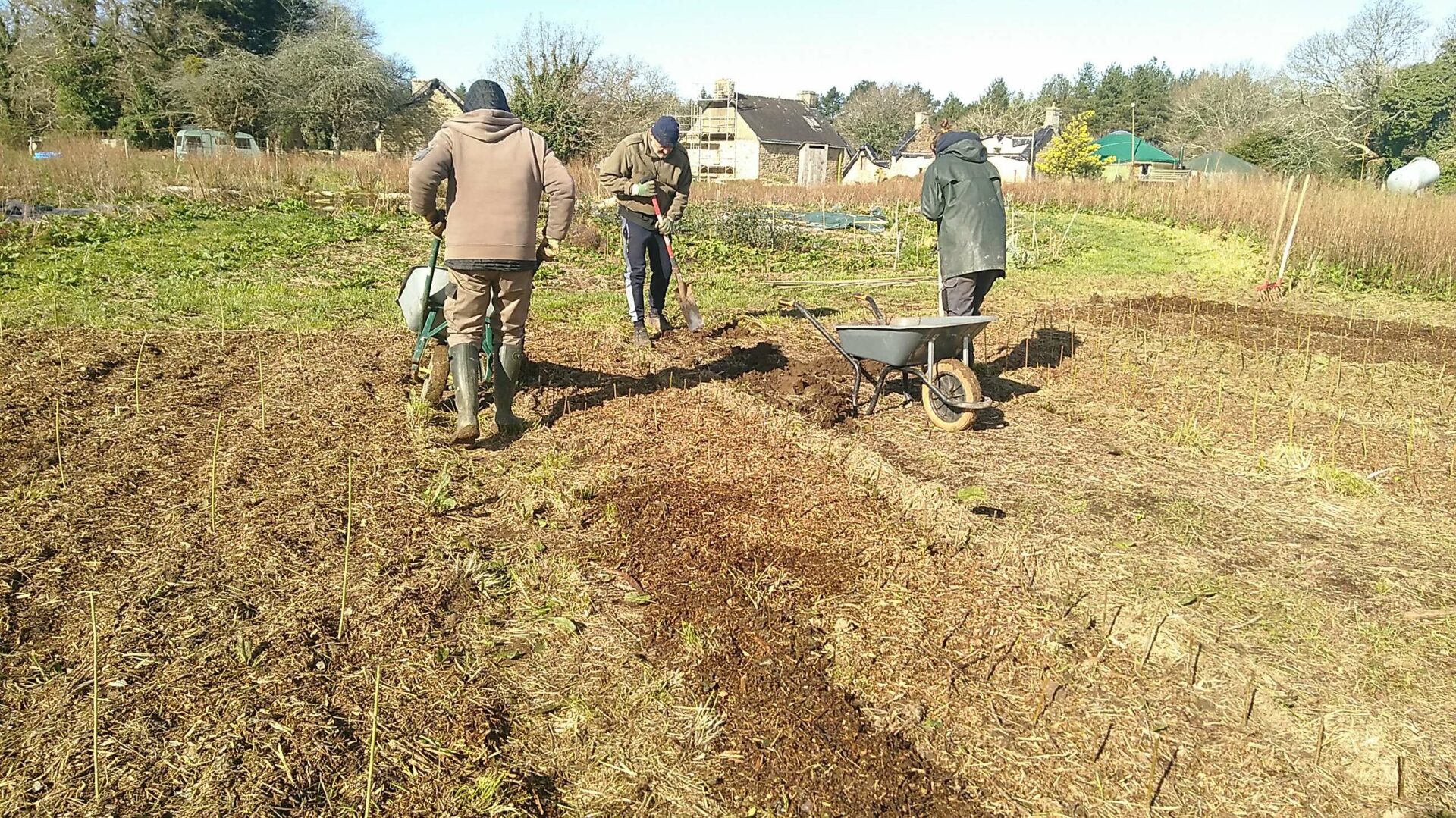 Plantation d'osier à Brangoulo