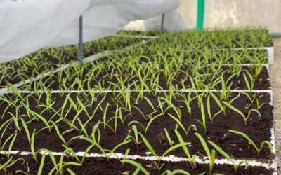 Une nouvelle maraichère à Brangoulo
